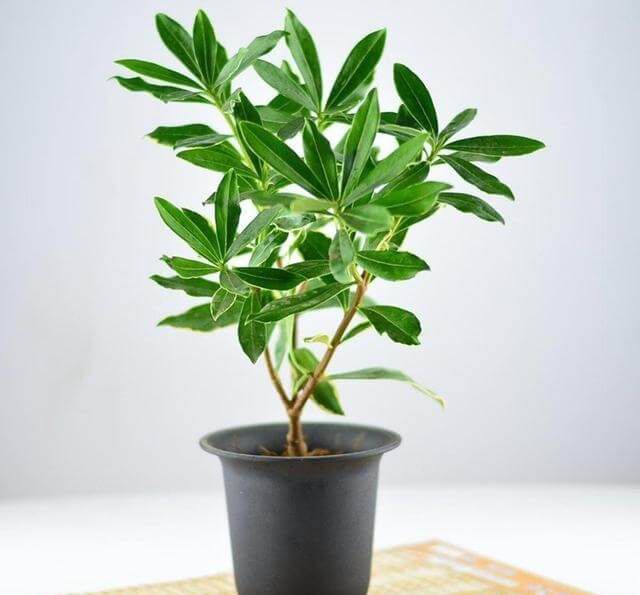 家居應(yīng)該選購(gòu)什么綠色植物，這些要知道！